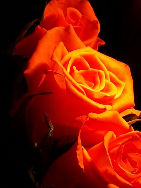 Close-up of red flower