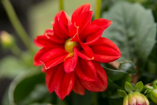 Close-up of red flower