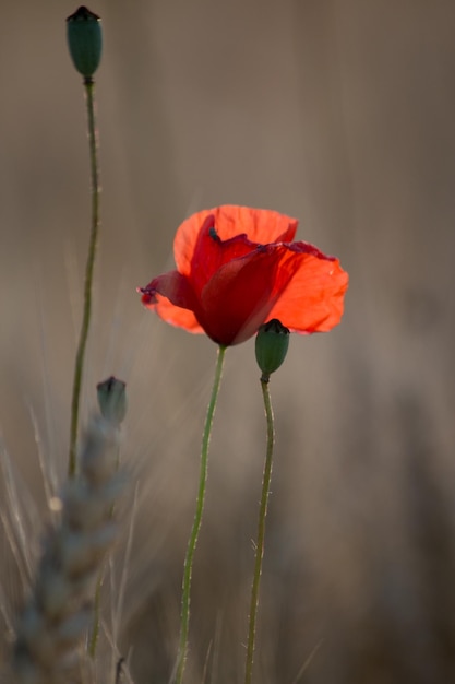 Close-up of red flower