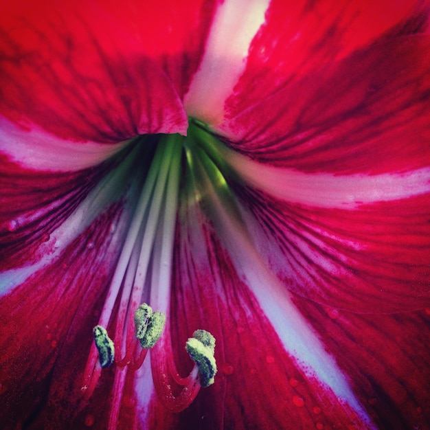 Photo close-up of red flower