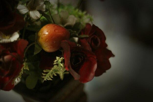 Close-up of red flower