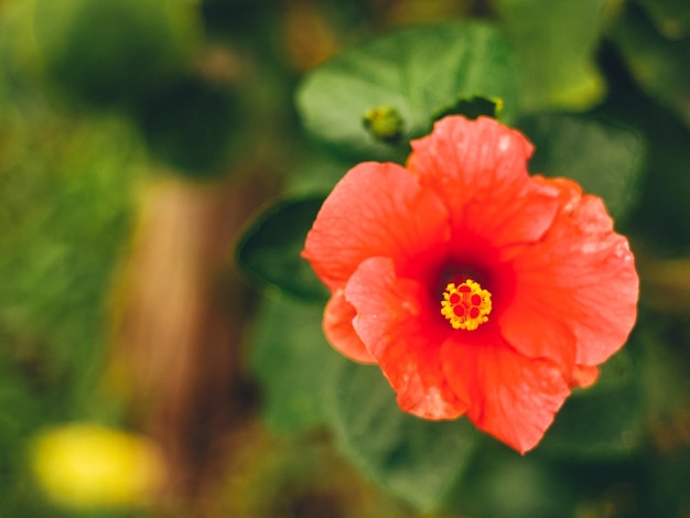 close up red flower