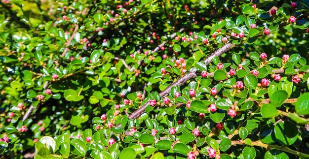 Photo close-up of red flowering plant