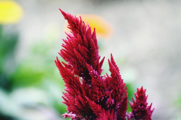 Photo close-up of red flowering plant