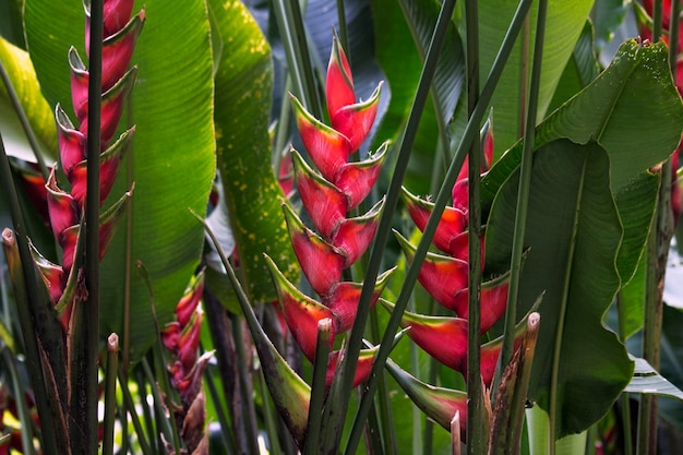 Close-up of red flowering plant