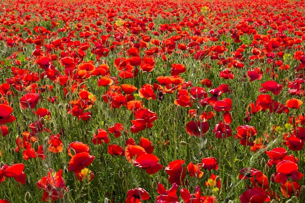 Photo close-up of red flowers blooming in field