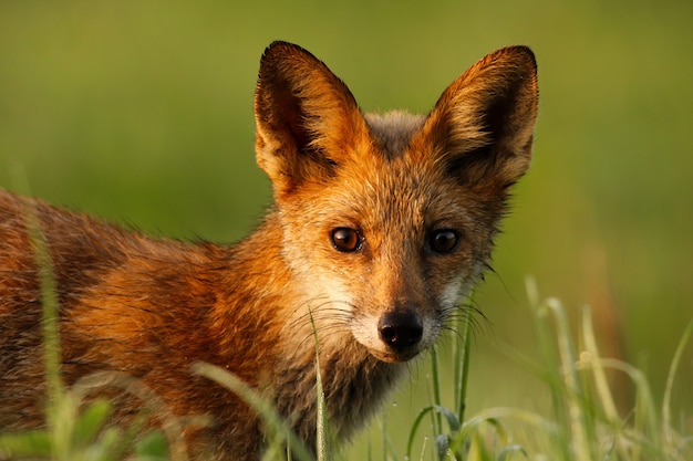 Close-up of a red fox wet from morning dew looking to camera on summer morning.