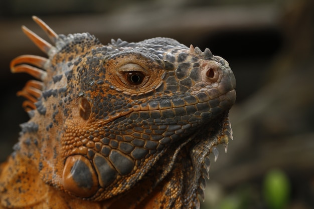 Close up of Red Iguana