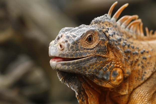 Close up of Red Iguana