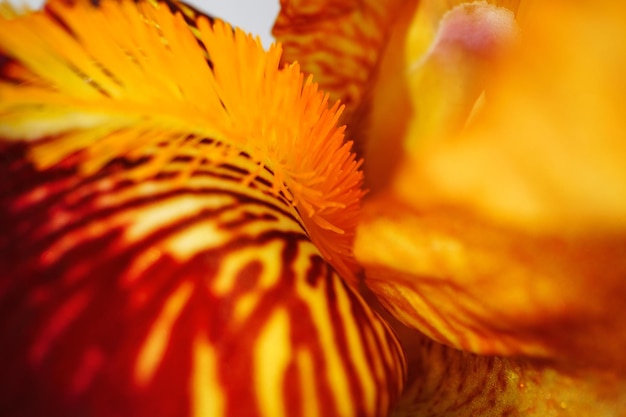 Close up of a red iris flower macro shot