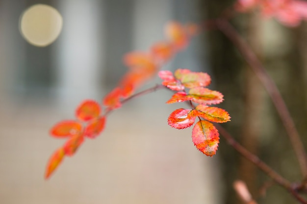 Photo close-up of red leaves after rain. late autumn, november.