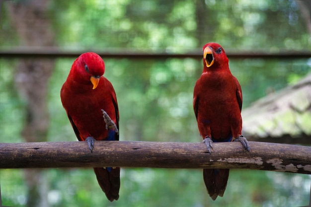 Close-up of red lory bird perching on branch