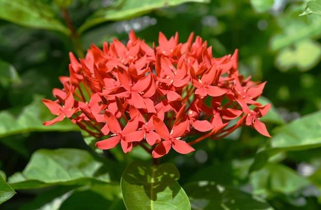 Close up of Red lxora needle flower in garden