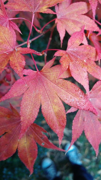 Close-up of red maple leaves during autumn