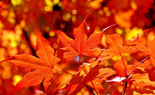 close up of red Maple leaves in sunlight