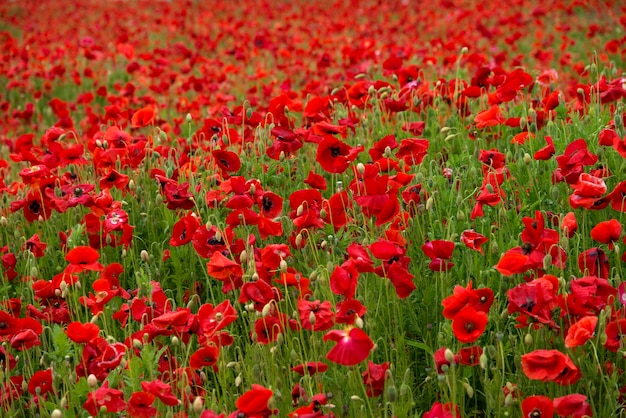 Close-up of red poppy flowers blooming on field