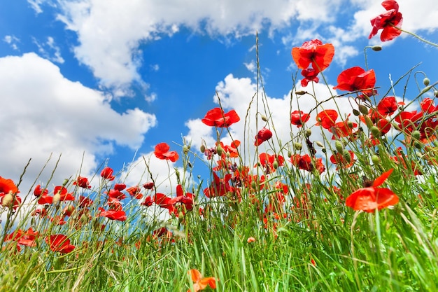 Photo close-up of red poppy flowers on field against sky