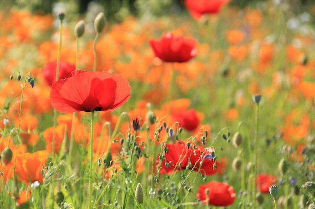 Close-up of red poppy flowers in field