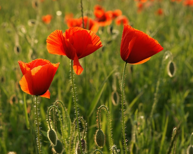 Close-up of red poppy flowers in summer