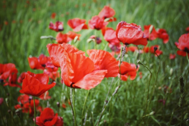 Photo close-up of red poppy flowers