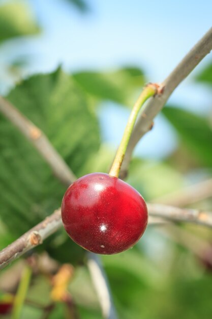 Close-up of red ripe cherry on a tree in front of green leaves with a blurred background.