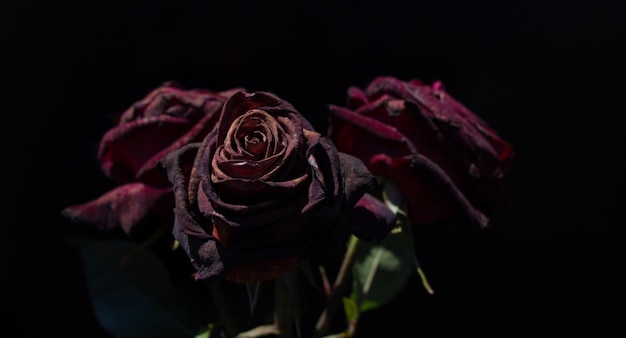 Photo close-up of red rose against black background