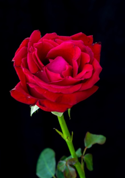 Close-up of Red rose on black background. With space for writing