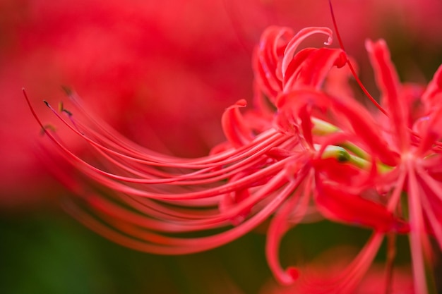 Photo close-up of red rose flower