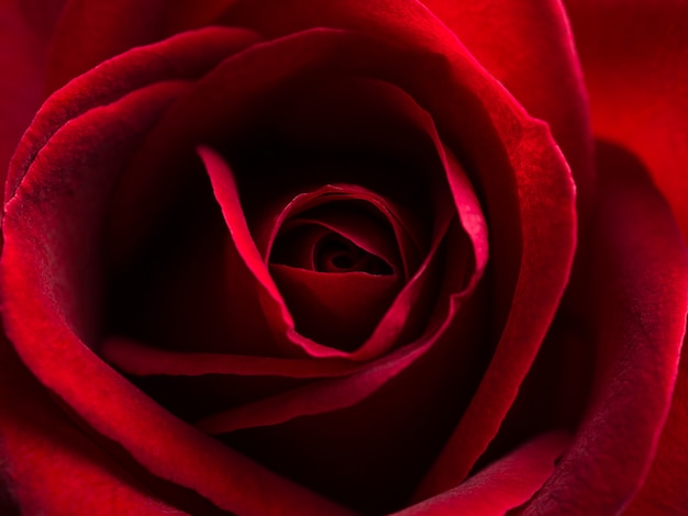 Close up red rose flower