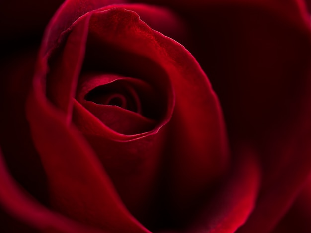 Close up red rose flower