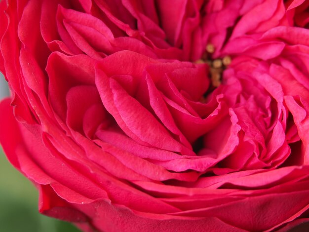 A close up of a red rose flower