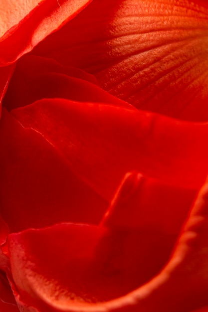 Close-up red rose petals