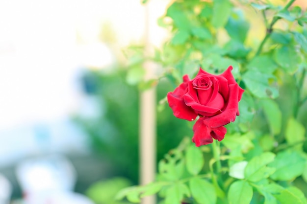 Close up red rose on plant with leaves and stem for background image of 14 february valentine day happy and love concept