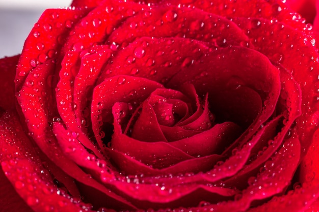 Close-up of red rose with water drops.