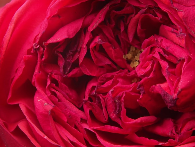 Photo a close up of a red rose with the word rose on it.