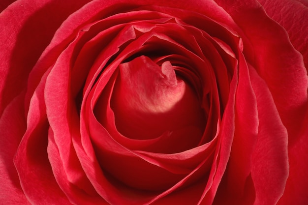 Close-up of red rose