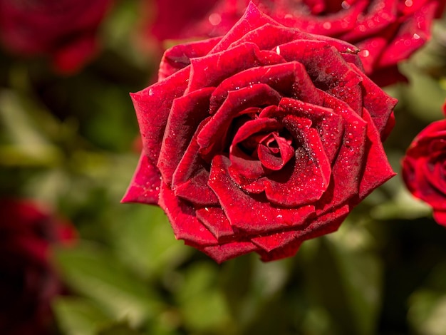 Close-up of red rose