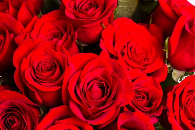 Close-up of red roses on white background.