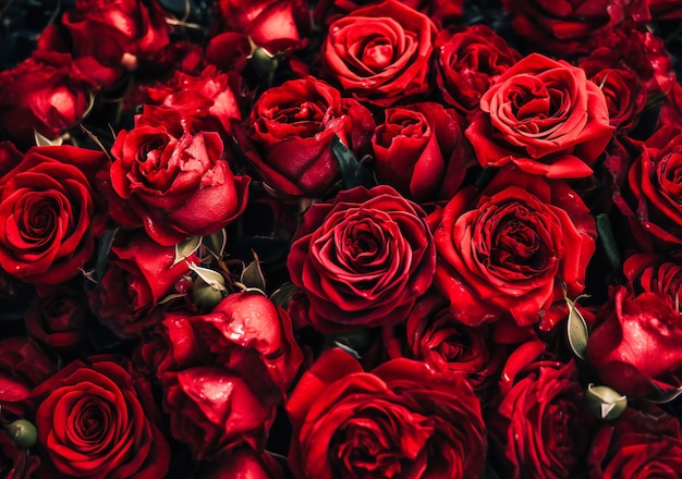 A close up of red roses