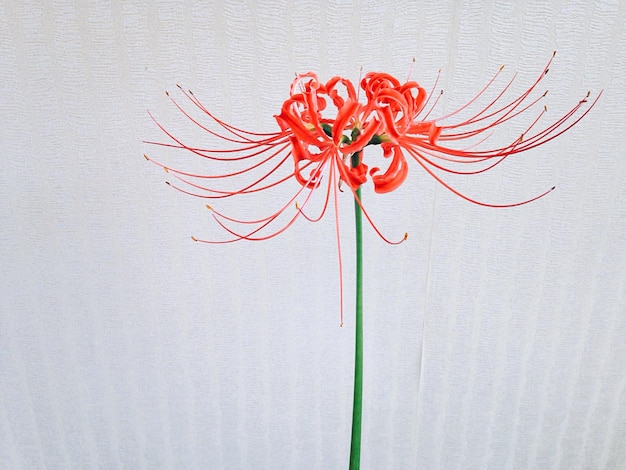 Photo close-up of red spider lily blooming outdoors