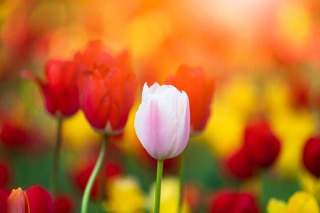 Close-up of red tulip