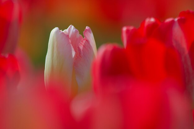 Photo close-up of red tulip