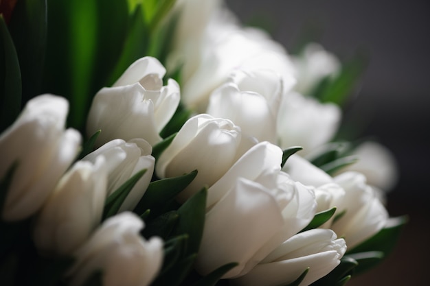 Close up red and white tulips photo. Spring concept.