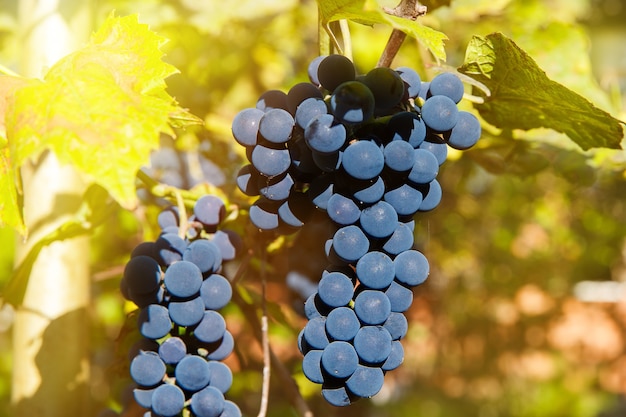 Close up of red wine grapes hanging on the vine in the afternoon sun