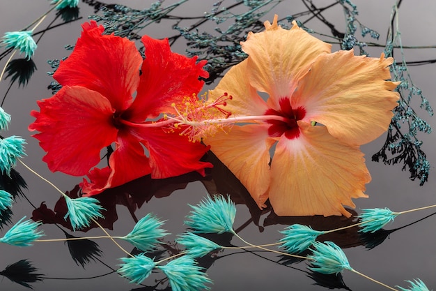 Close-up a red and yellow flower, blue twigs lie on a black mirror surface.