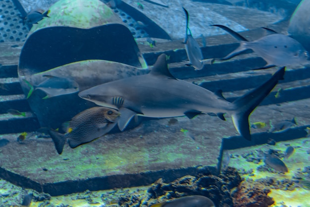 Photo close-up of a reef shark near the atlantis, sanya city on hainan island, china.