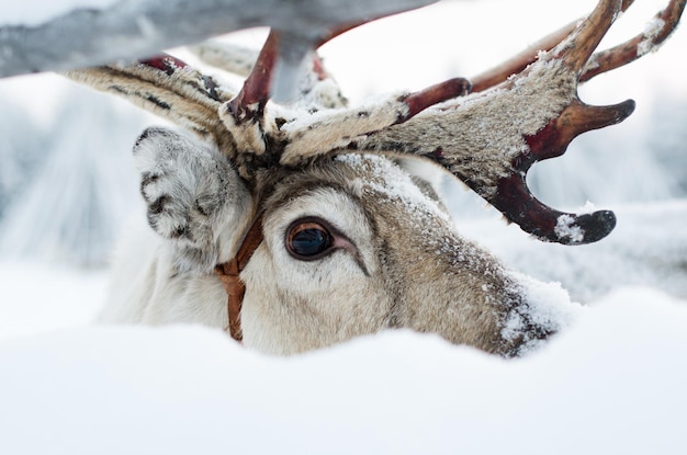 Photo close-up of reindeer