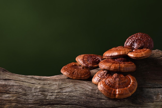 Close-up of Reishi Mushroom (Lingzhi) on old wood log.