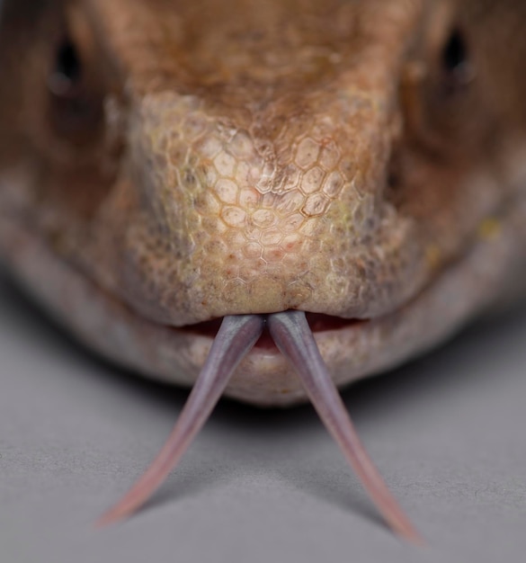 Photo close-up of reptile over gray background