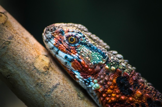 Close-up of reptile